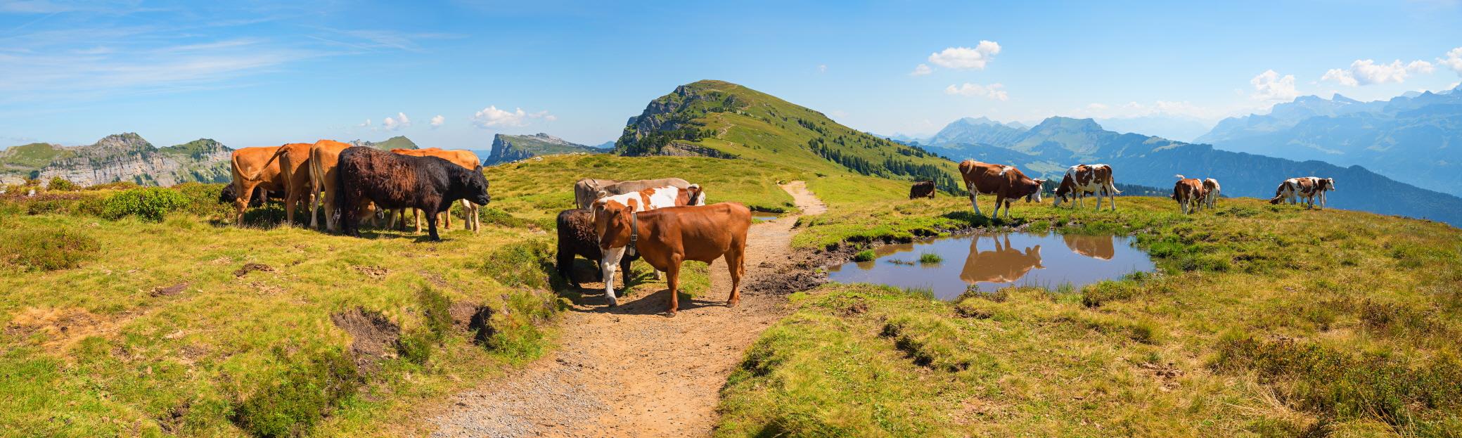 니더호른 트레킹  Niederhorn trekking