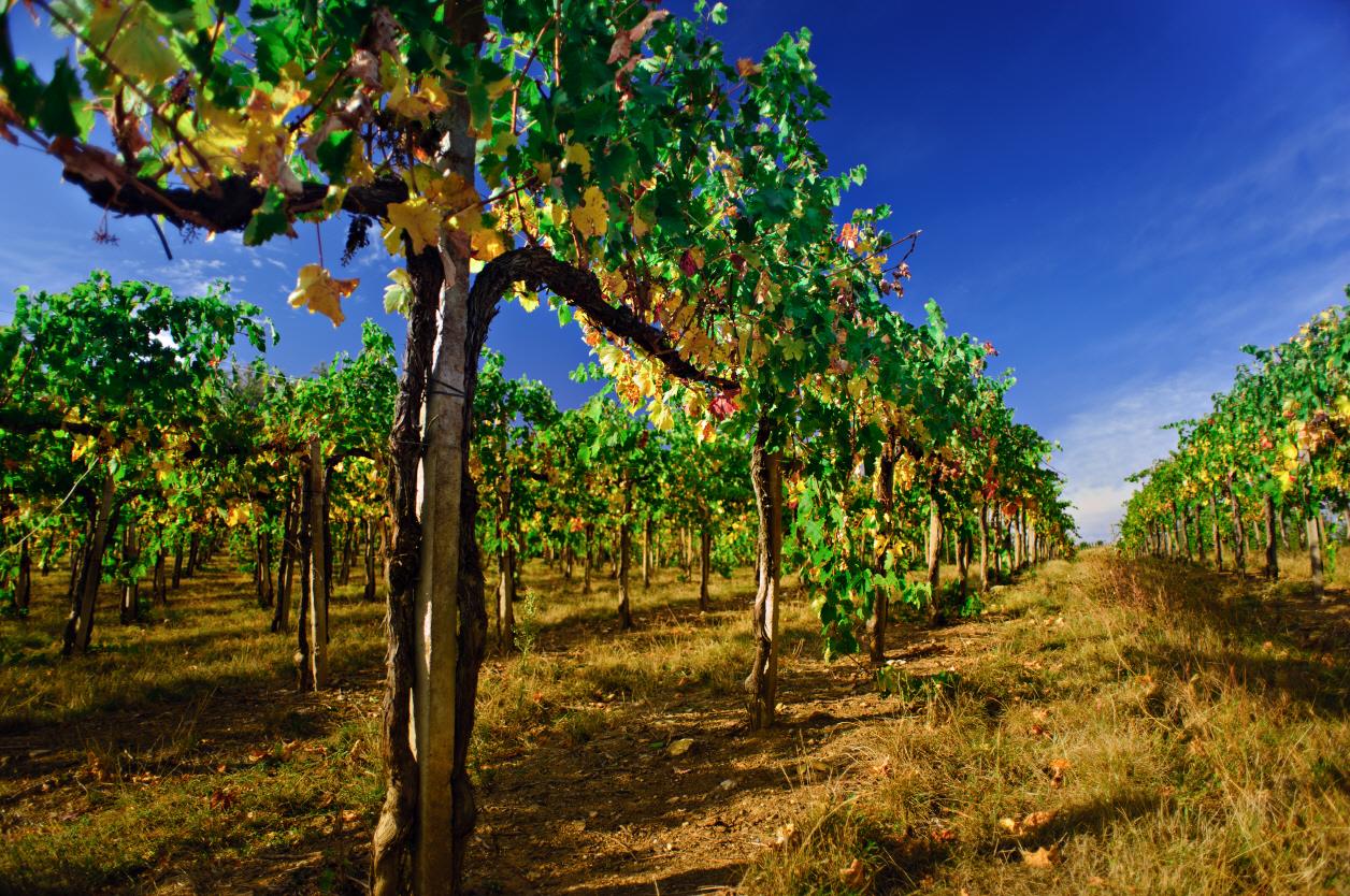 카파도기아 와이너리  Cappadocia winery