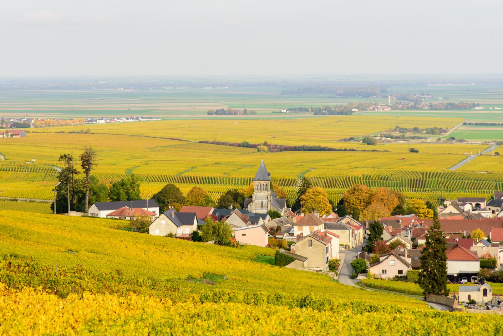 모엣 샹동  Moet and Chandon winery