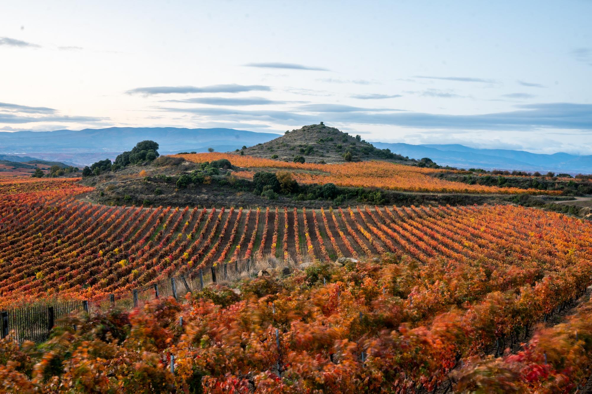 리오하 지방  Rioja