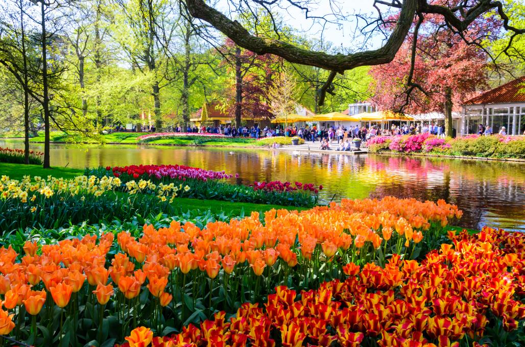 큐켄호프 축제  Keukenhof