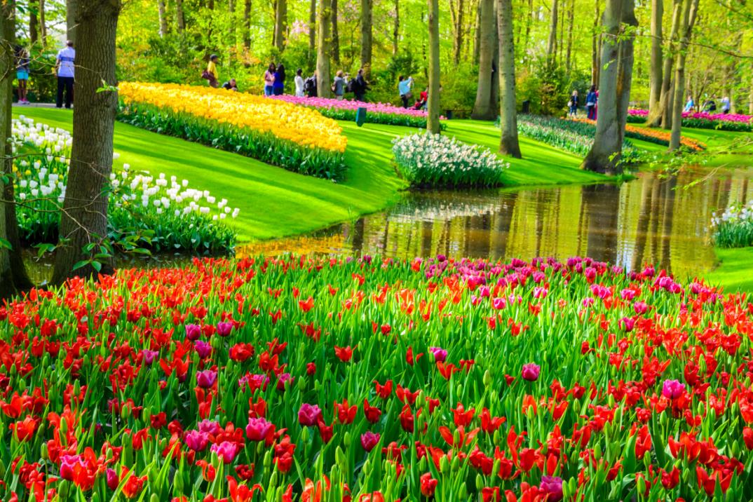 큐켄호프 공원  keukenhof gardens