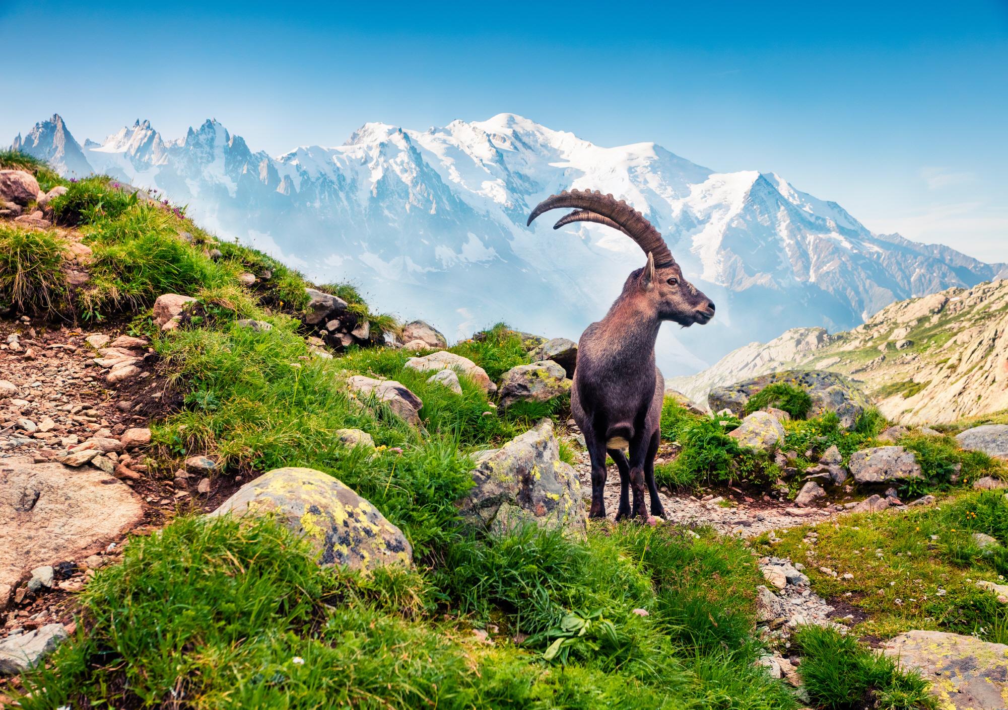 블랑호수 트레킹  Lac Blanc trekking