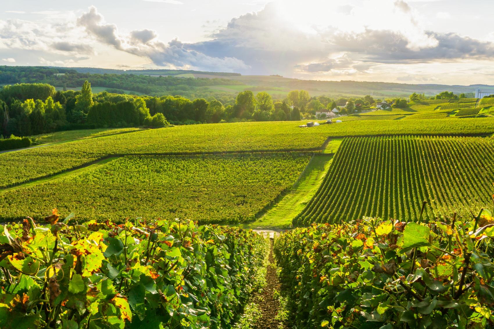 상파뉴 와이너리  champagne winery