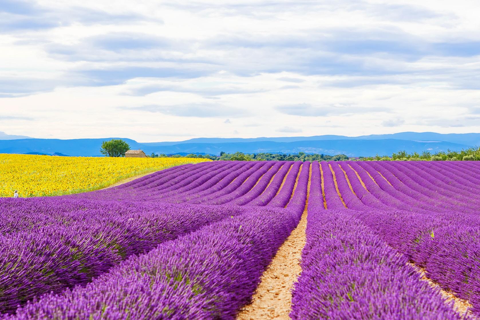 발랑솔 라벤더필드  Valensole Lavender field