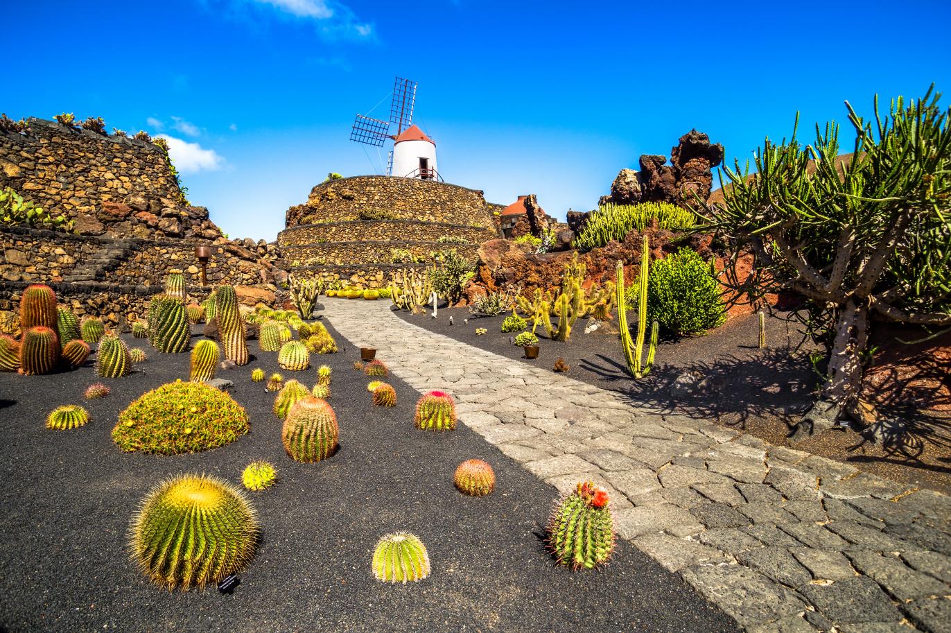 선인장 정원  Jardin de cactus