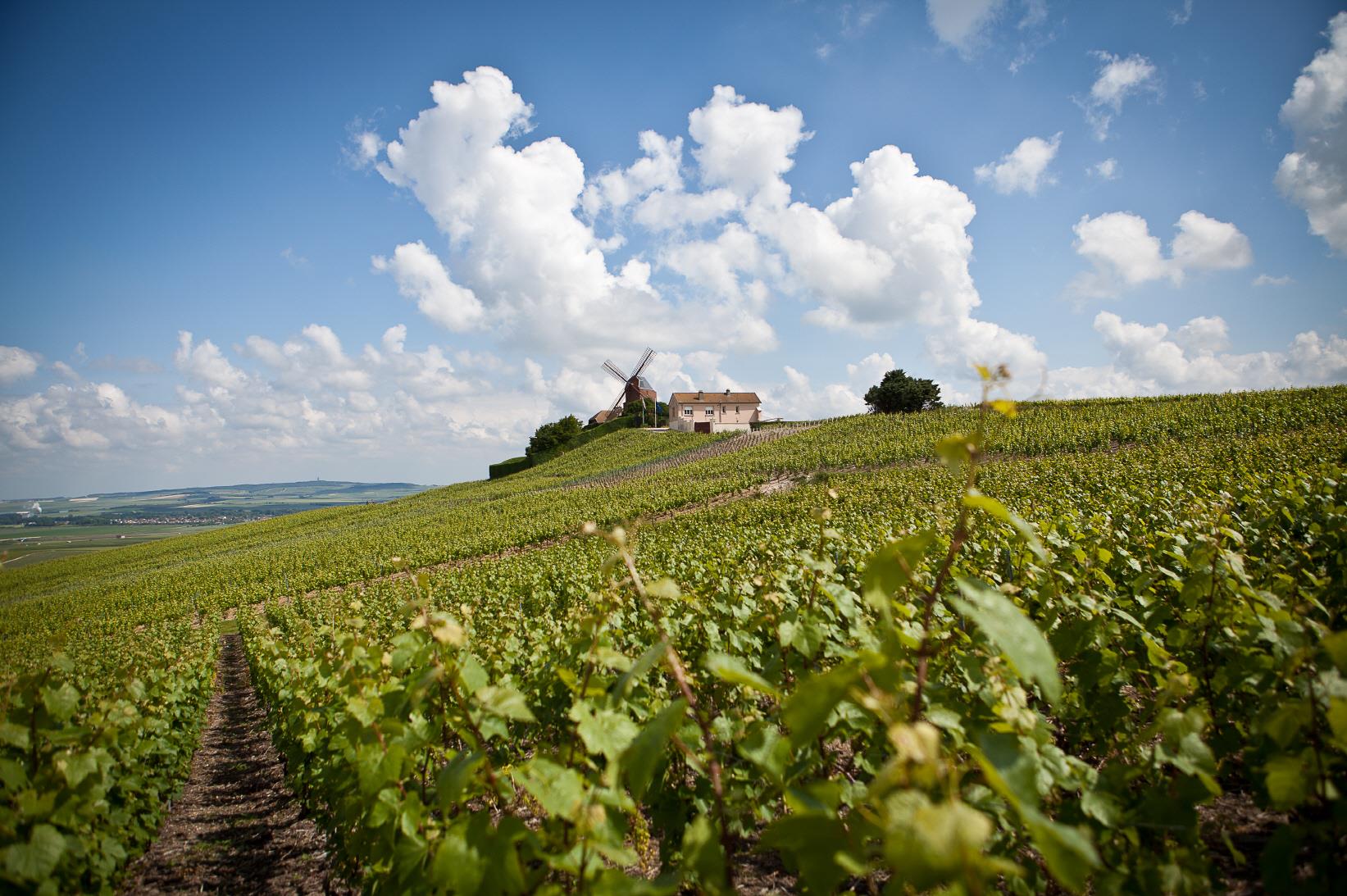 상파뉴 와이너리  champagne winery