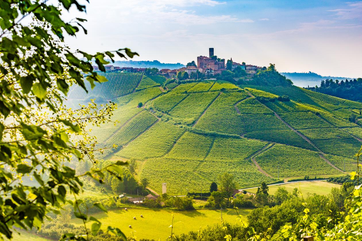 랑게, 로에로 포도농장  Langhe and Roero vineyards