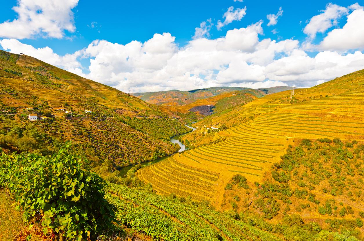 포트와인 - 와이너리  Vino Port( Port wine) & winery