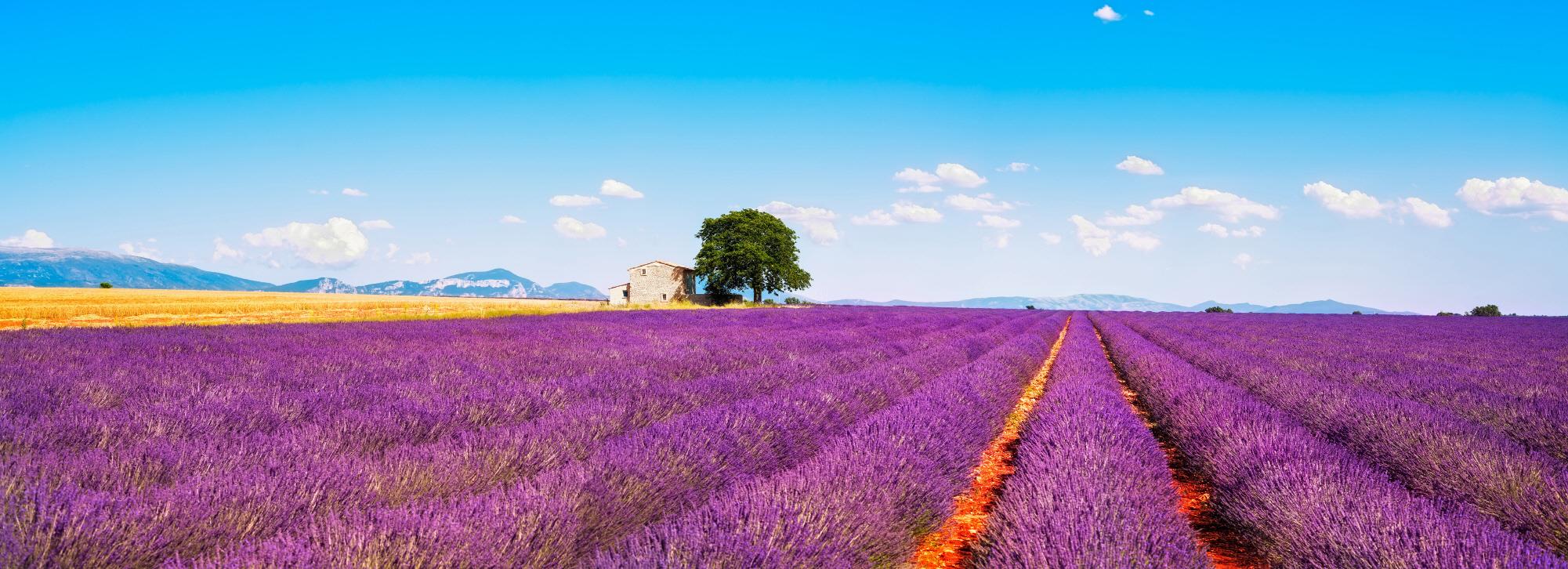 발랑솔 라벤더필드  Valensole Lavender field