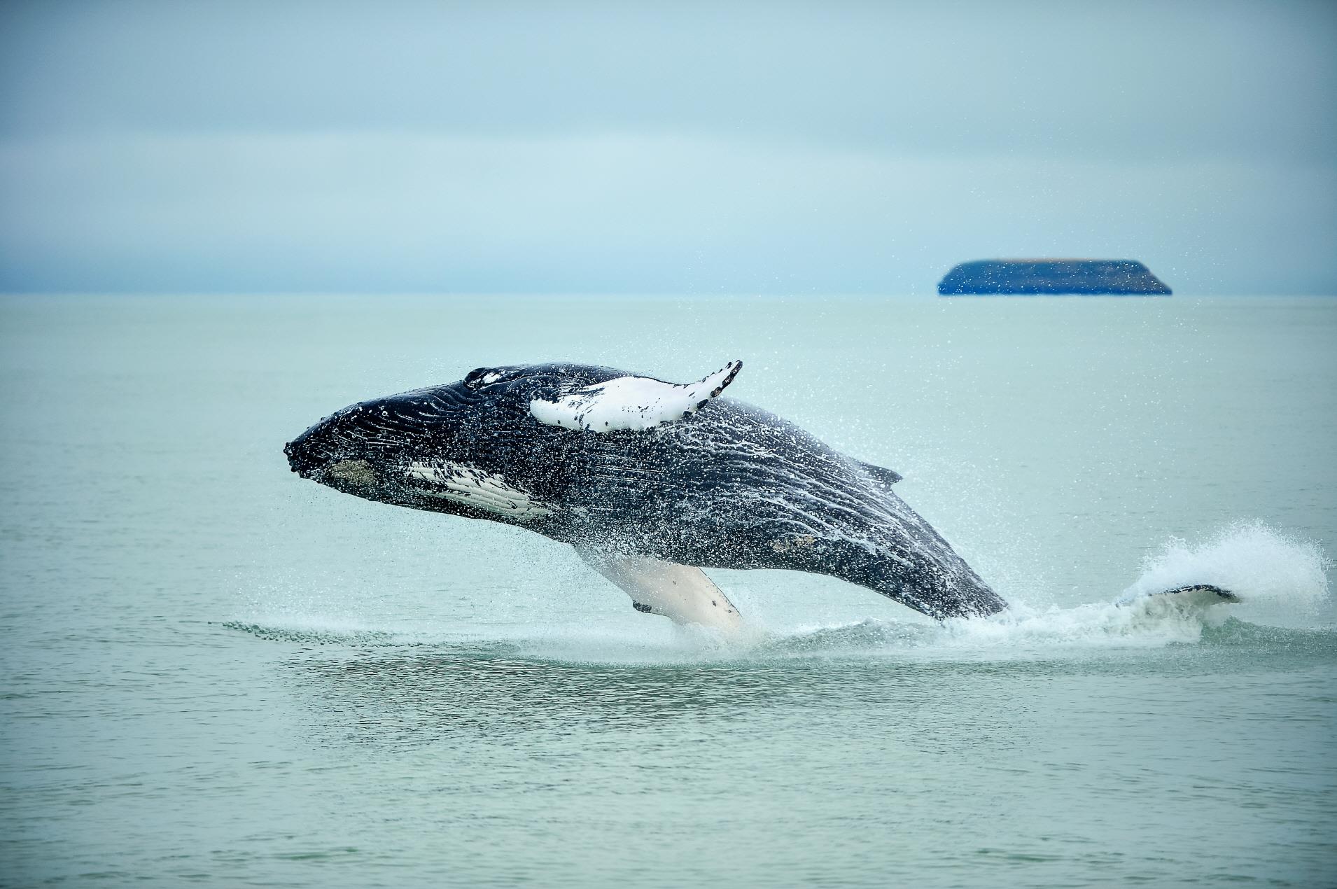 고래 사파리투어  Whale safari