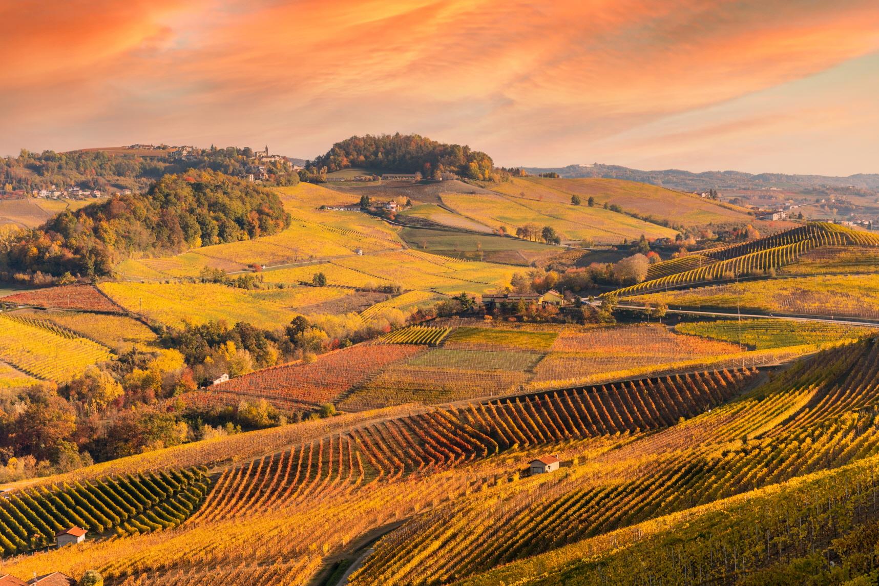 랑게, 로에로 포도농장  Langhe and Roero vineyards